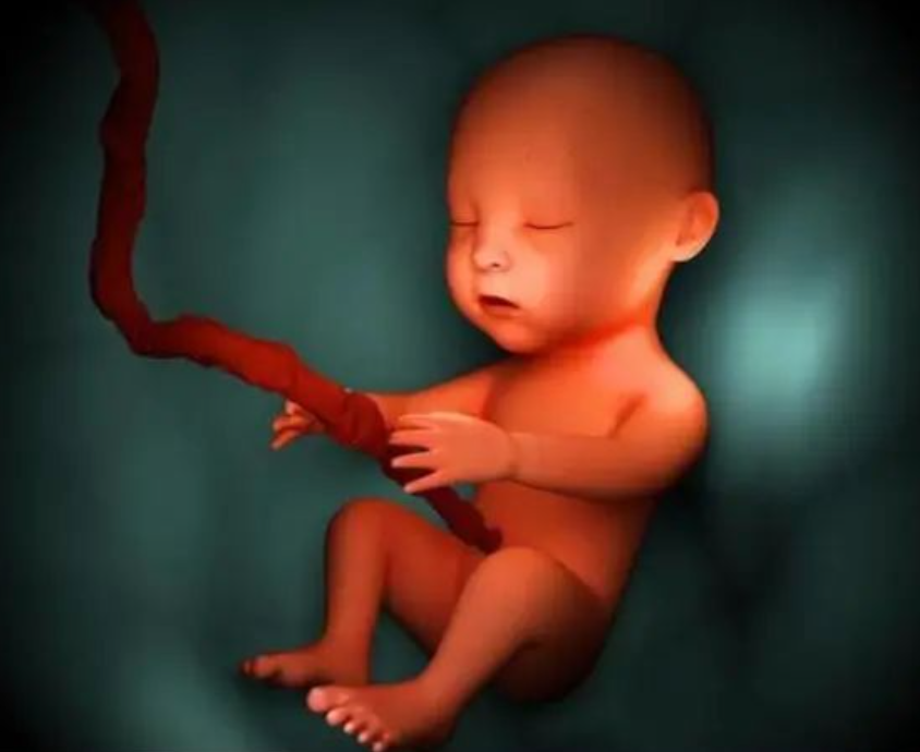 福馨孕产期小贴士：孕妇睡觉时，宝妈咨询胎儿在做什么？